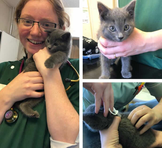 Kitten and vet nurse at Burghley Vets