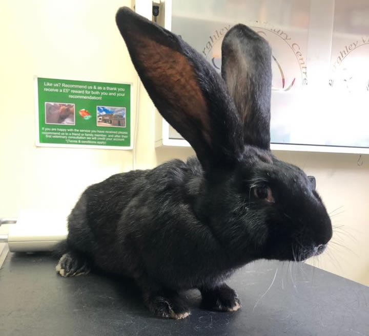 Rabbit with big ears at Burghley Vets Stamford