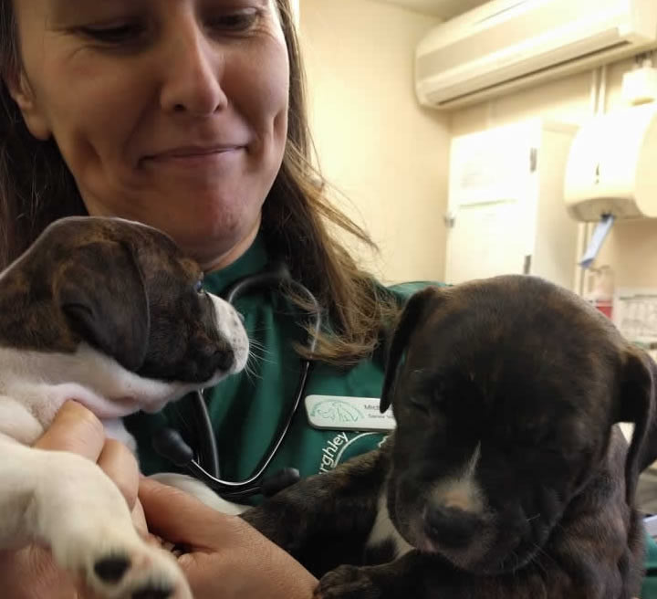 Vet Michelle and Staffy puppies at Burghley Vets Stamford