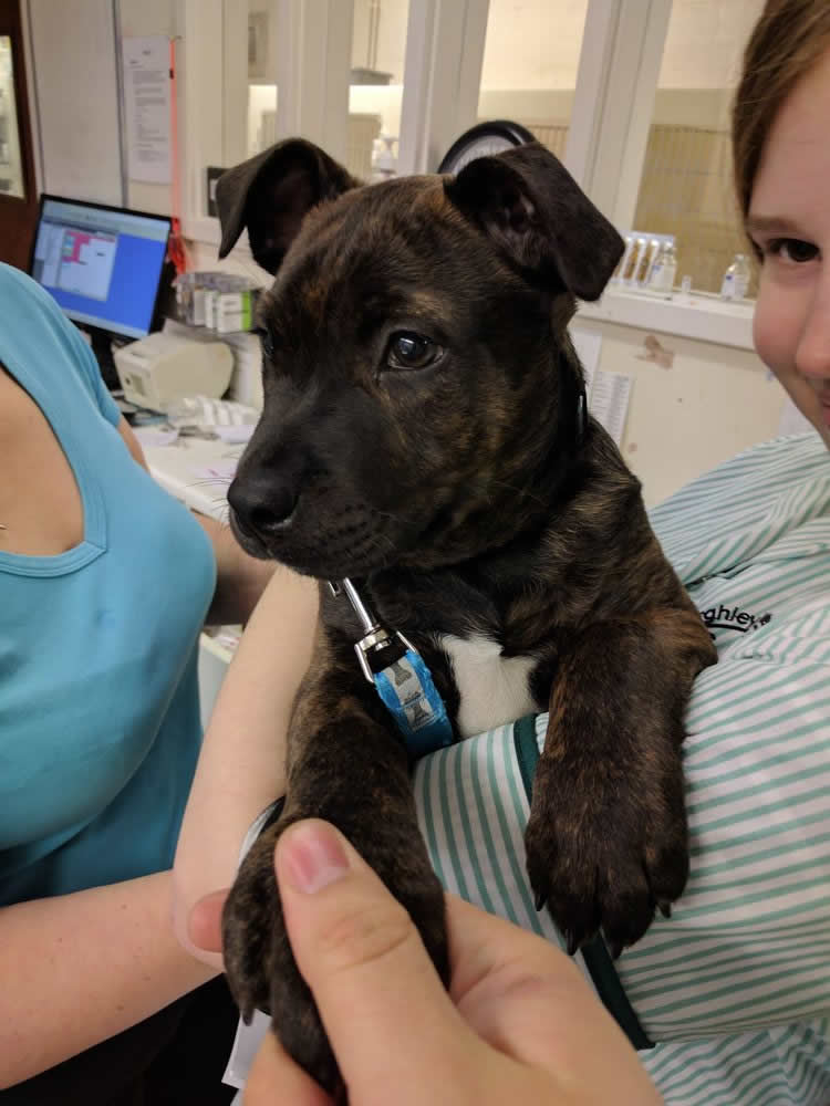 Microchipping pets Burghley Vets Stamford