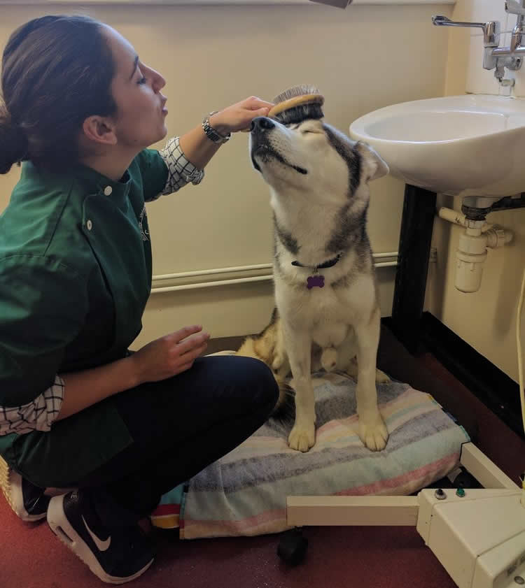 dog being brushed by vet nurse at burghley vets