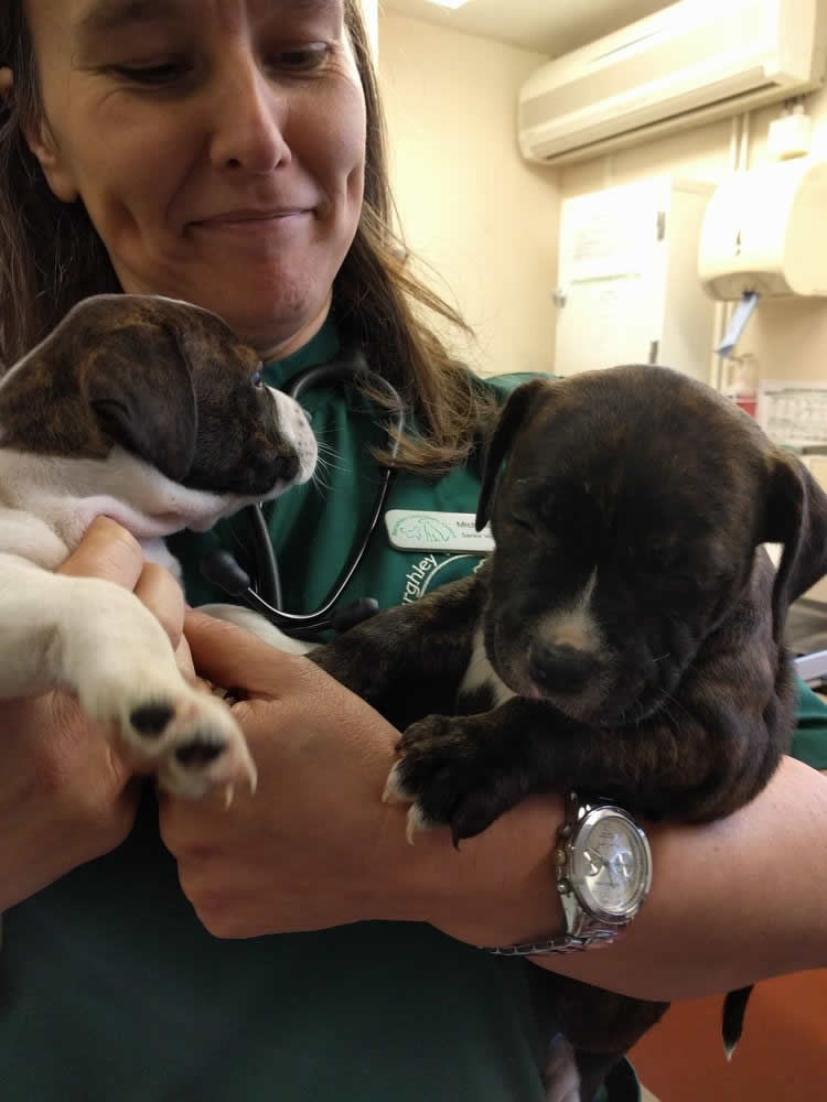 puppies with Michelle at Burghley Vets Stamford
