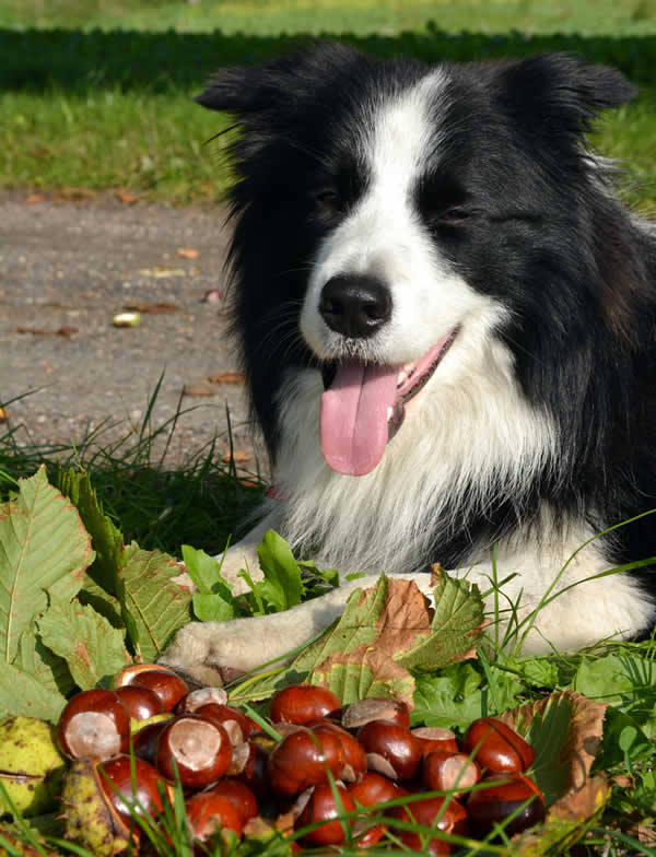 Border collie and conkers at Burghley Vet