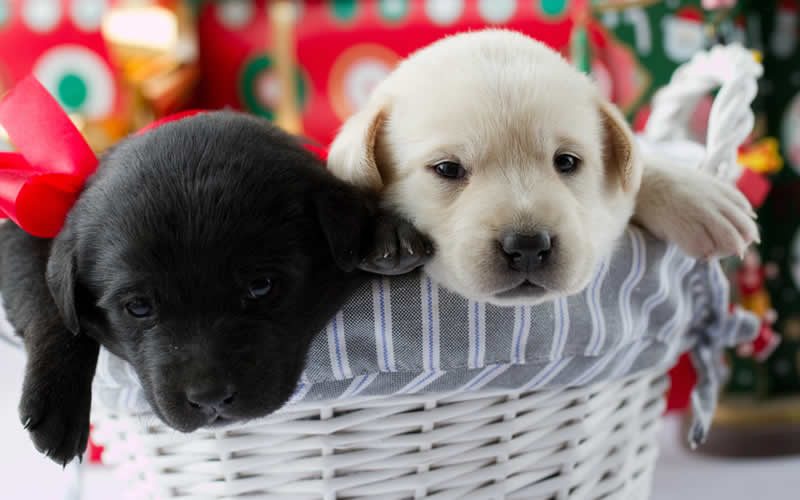 puppies at christmas in a basket at Burghley Vet